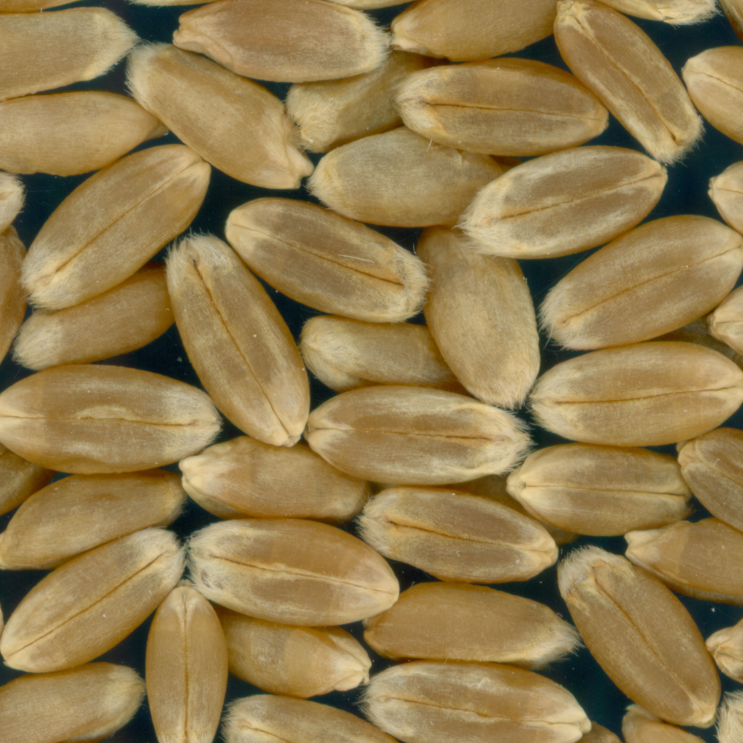 Click for 4 image(s) for this accession. KERNELS